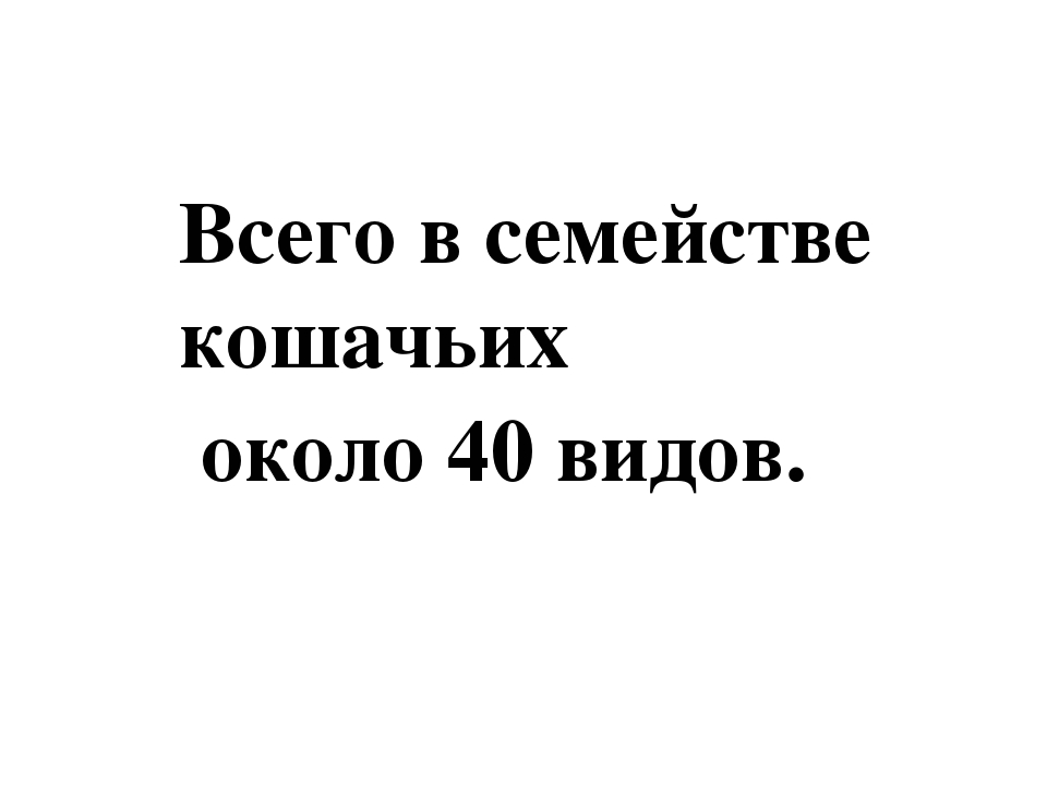 Проект: «Как ухаживать за кошками»