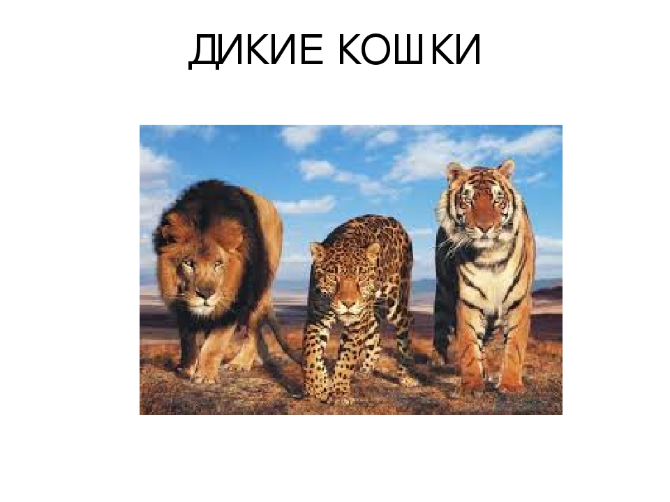 Проект: «Как ухаживать за кошками»