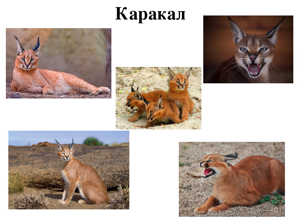 Проект: «Как ухаживать за кошками»