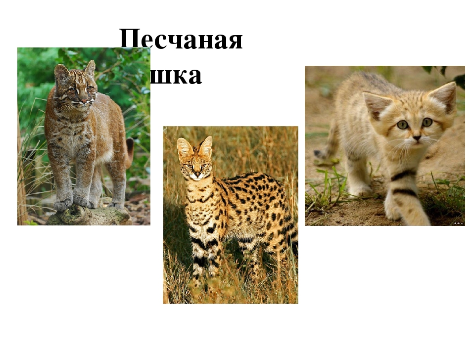 Проект: «Как ухаживать за кошками»