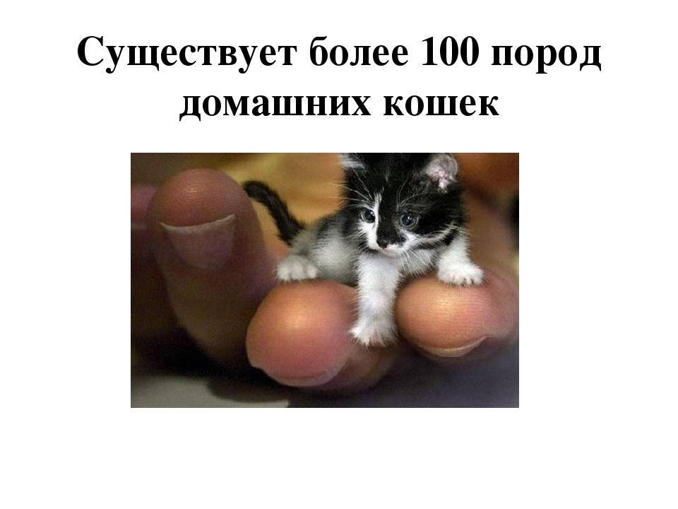 Проект: «Как ухаживать за кошками»