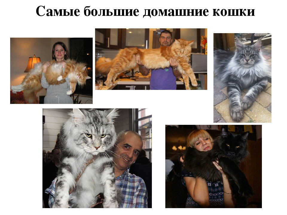 Проект: «Как ухаживать за кошками»
