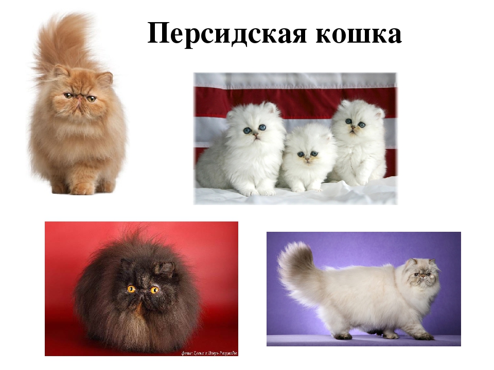 Проект: «Как ухаживать за кошками»