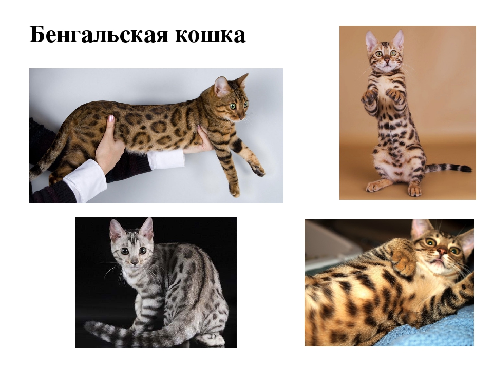 Проект: «Как ухаживать за кошками»