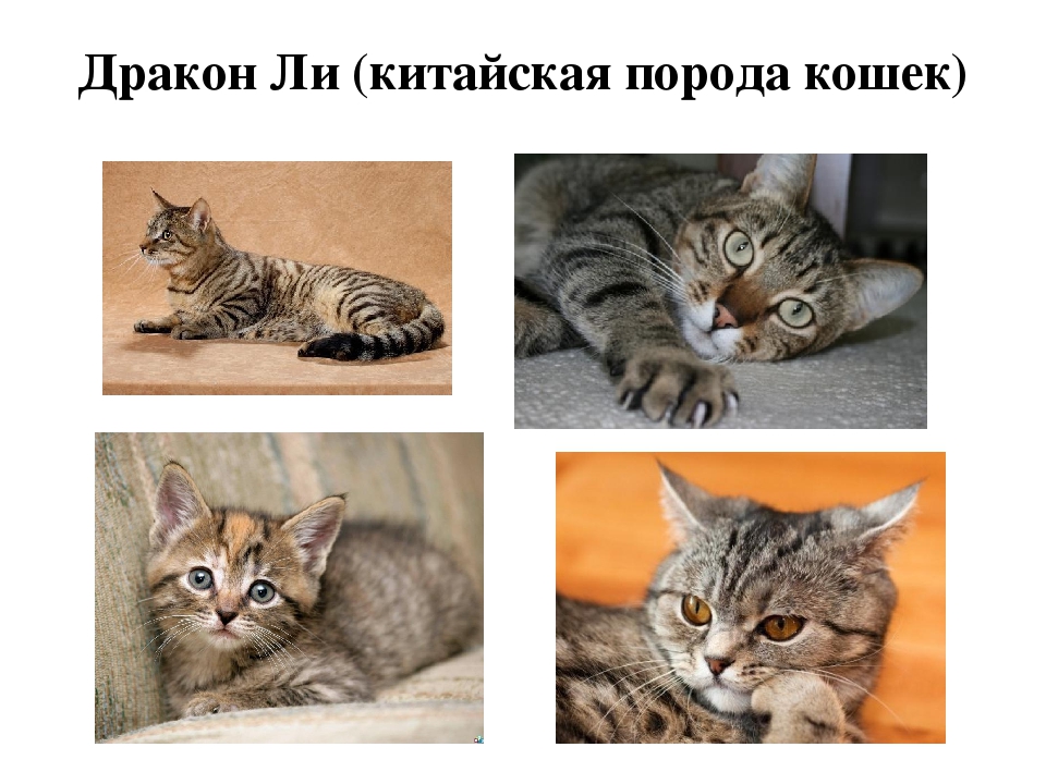 Проект: «Как ухаживать за кошками»