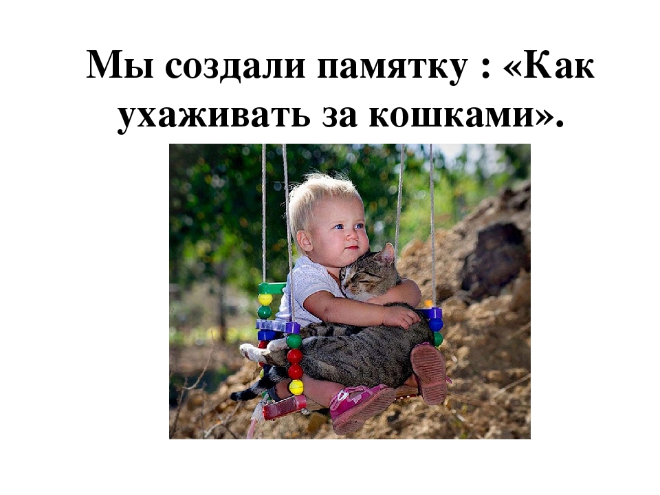 Проект: «Как ухаживать за кошками»