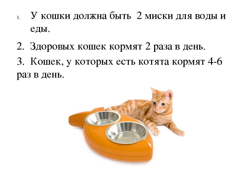 Проект: «Как ухаживать за кошками»