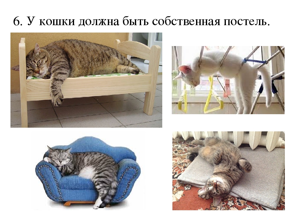 Проект: «Как ухаживать за кошками»