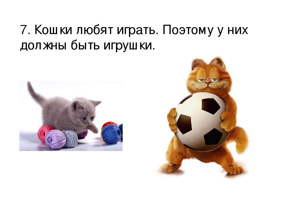 Проект: «Как ухаживать за кошками»