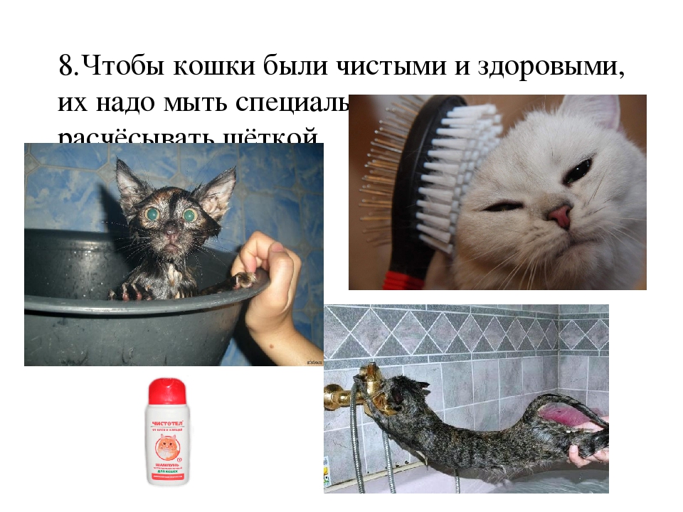 Проект: «Как ухаживать за кошками»