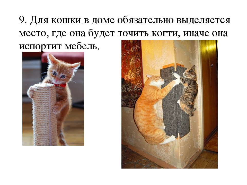 Проект: «Как ухаживать за кошками»
