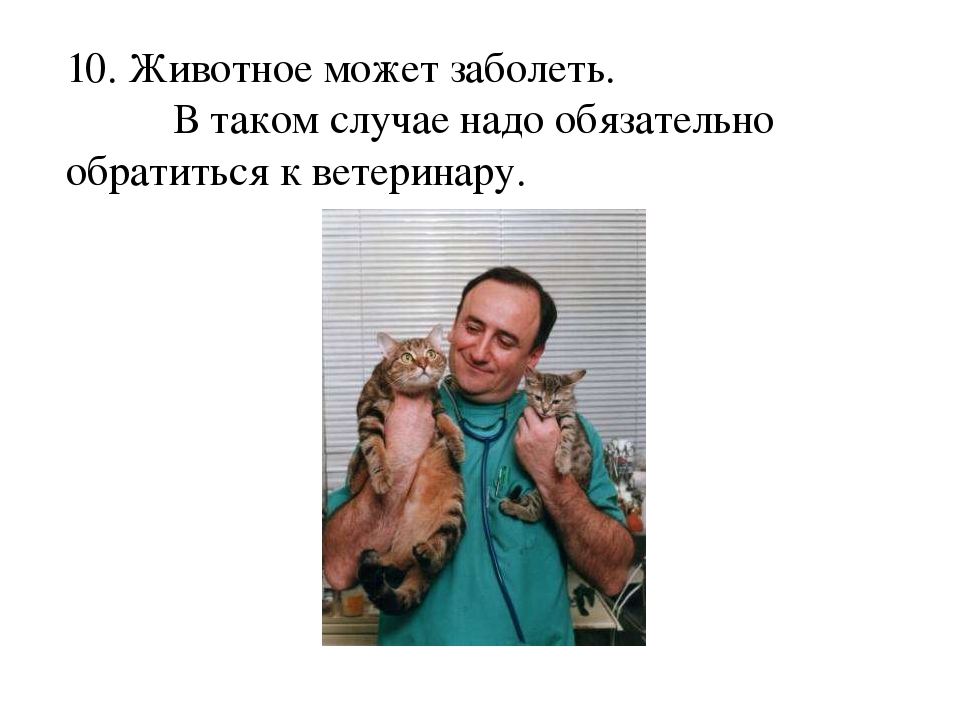 Проект: «Как ухаживать за кошками»