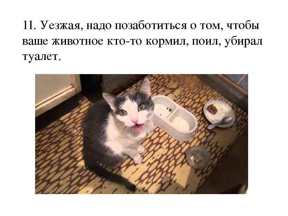 Проект: «Как ухаживать за кошками»