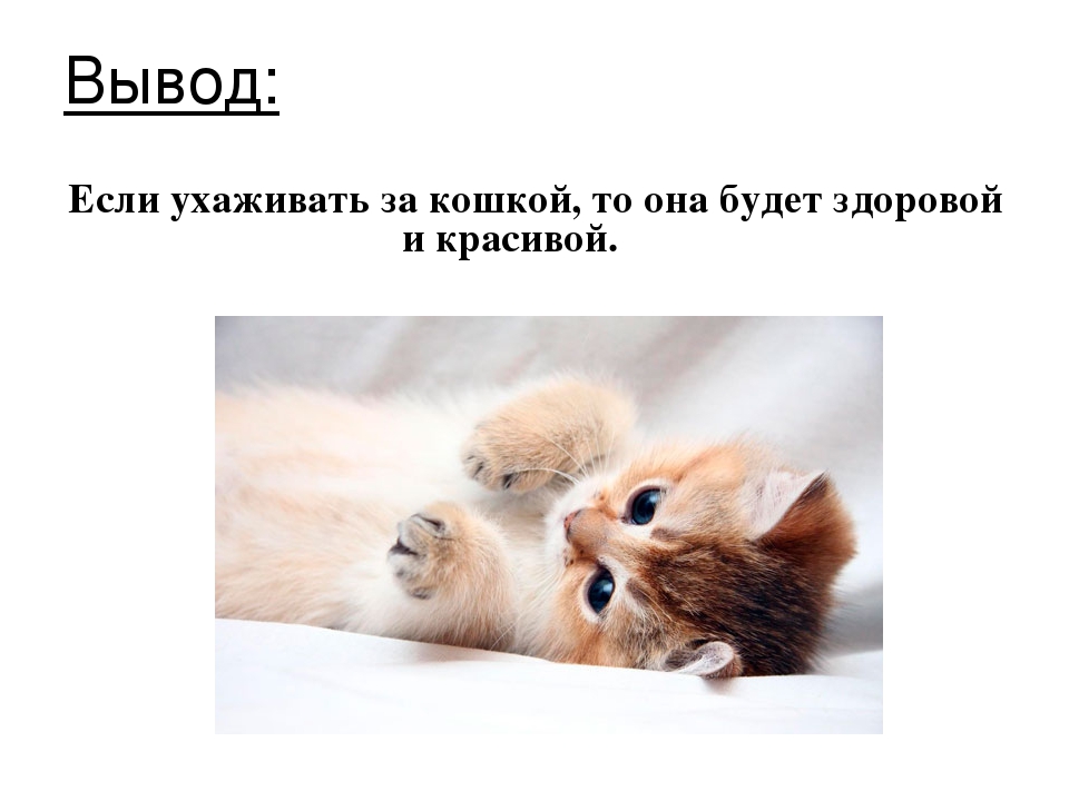 Проект: «Как ухаживать за кошками»