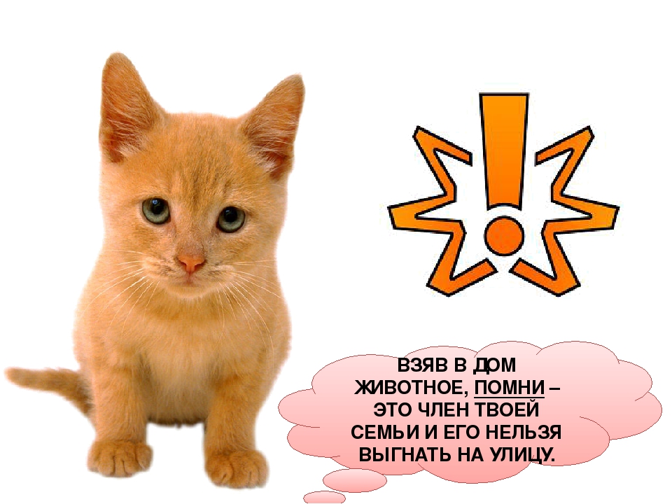 Проект: «Как ухаживать за кошками»