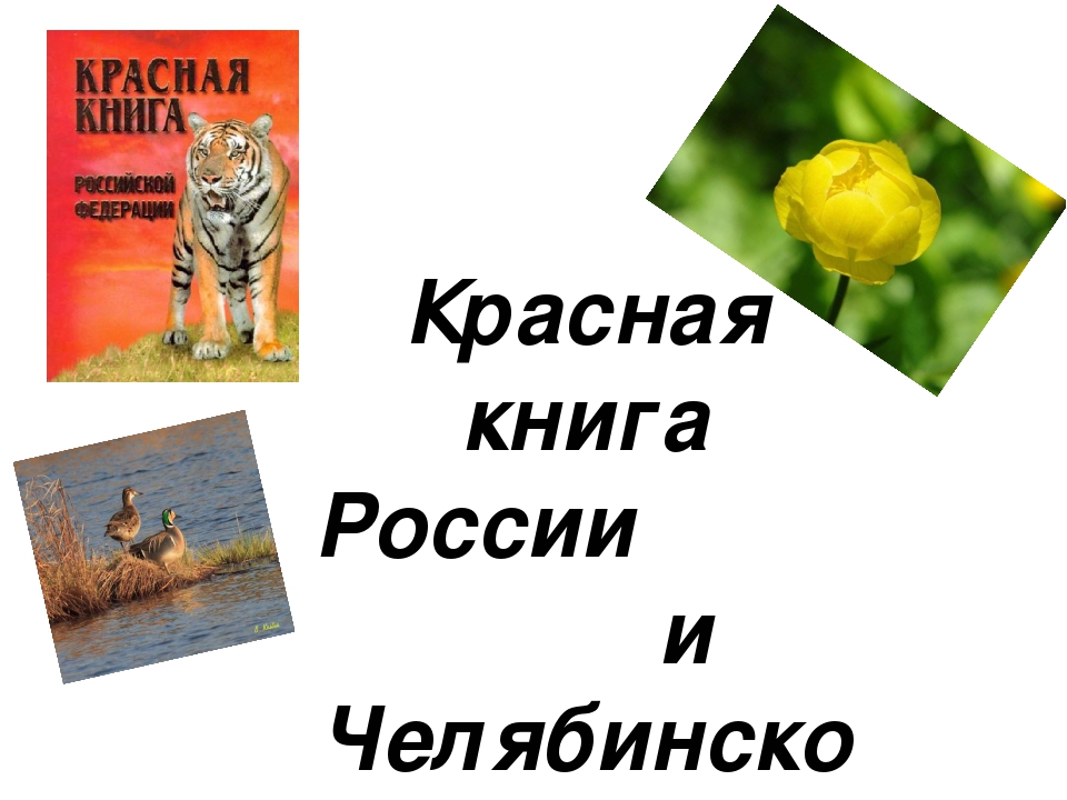 Проект на тему: "Красная Книга"