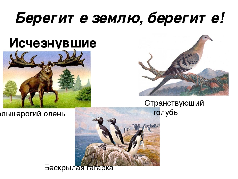 Проект на тему: "Красная Книга"
