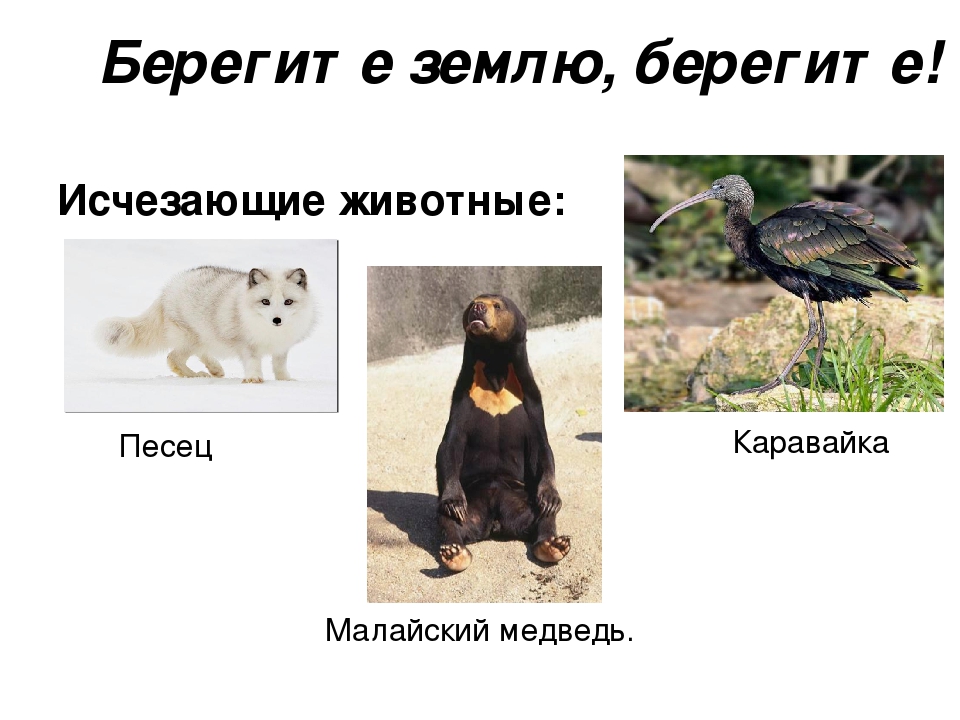 Проект на тему: "Красная Книга"