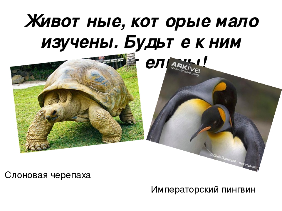 Проект на тему: "Красная Книга"