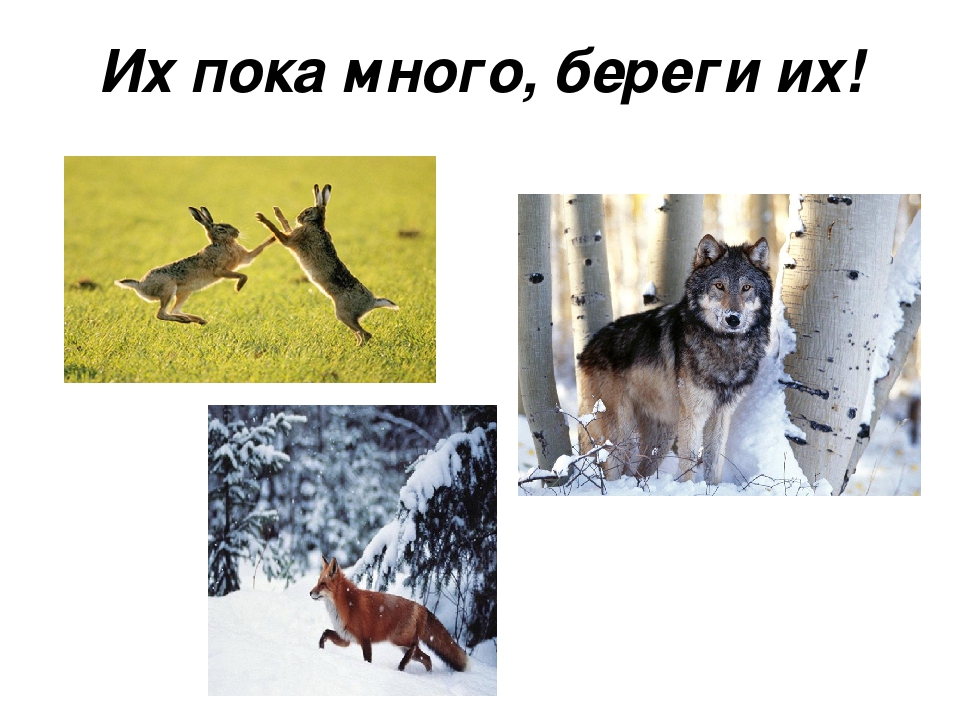 Проект на тему: "Красная Книга"