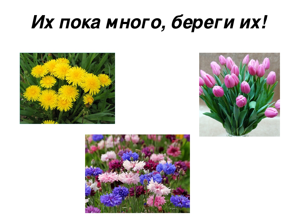 Проект на тему: "Красная Книга"