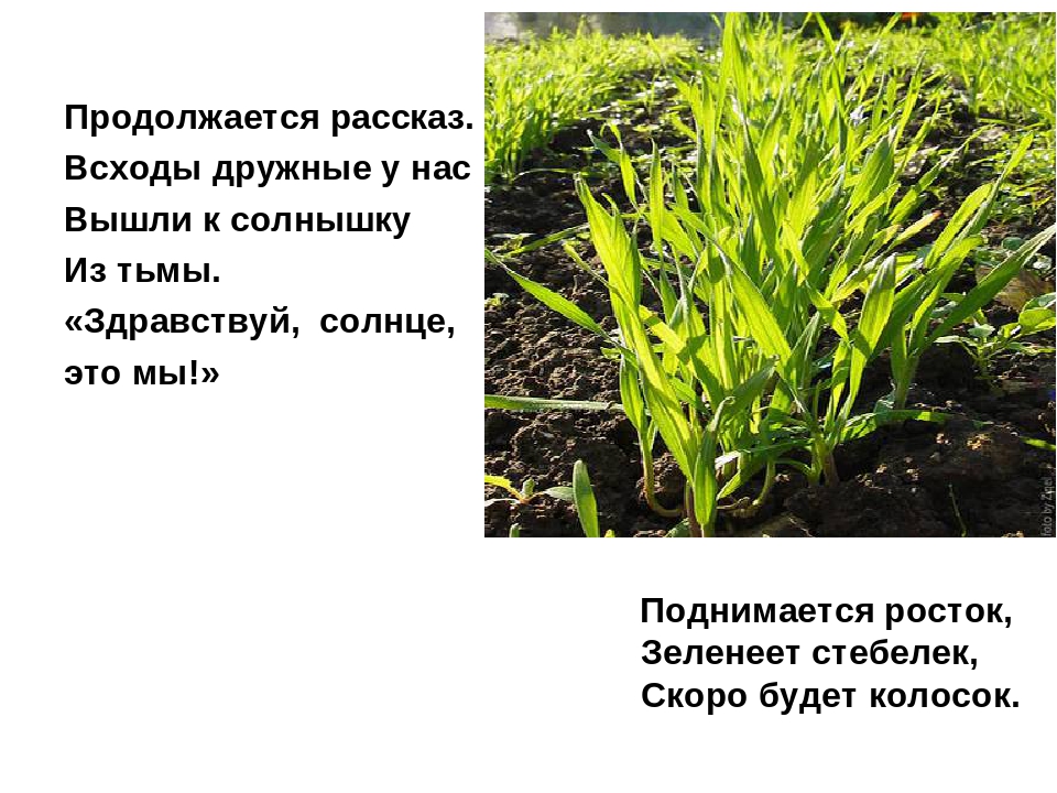 Презентация на тему: "Хлеб-всему голова"