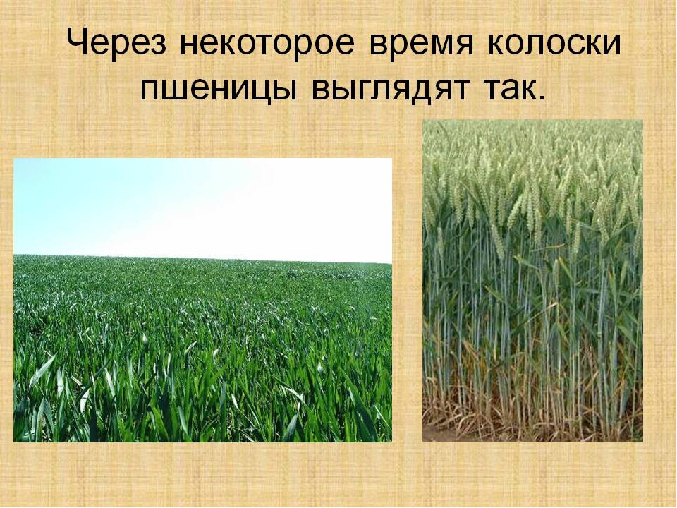 Презентация на тему: "Хлеб-всему голова"