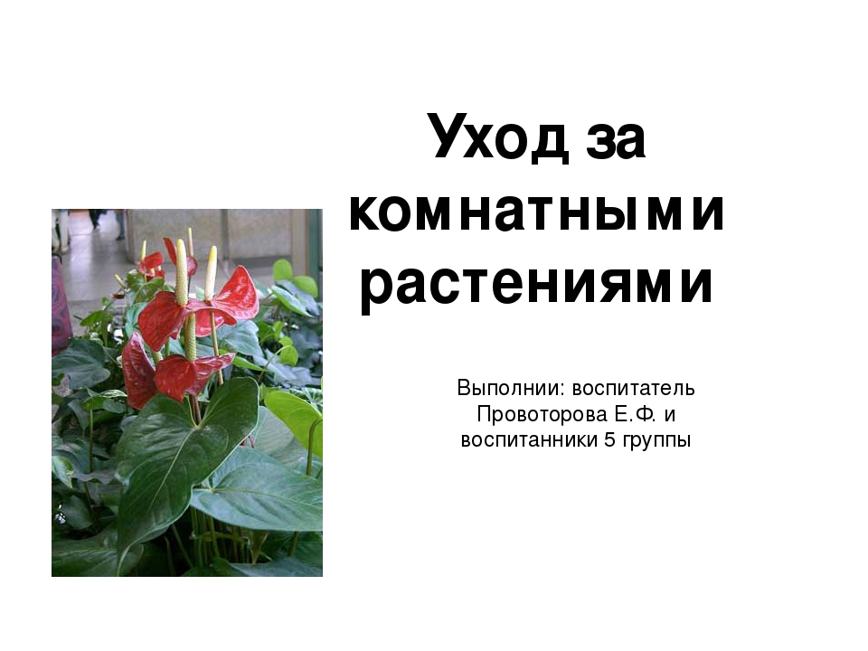 Презентация на тему: «Как правильно ухаживать за комнатными растениями»