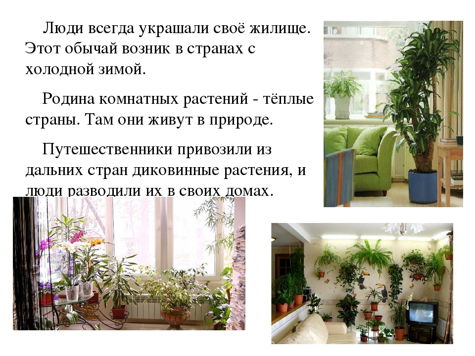 Презентация на тему: «Как правильно ухаживать за комнатными растениями»