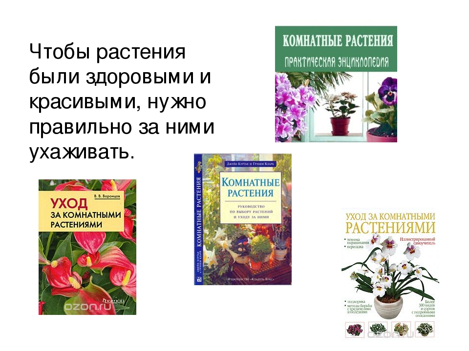 Презентация на тему: «Как правильно ухаживать за комнатными растениями»