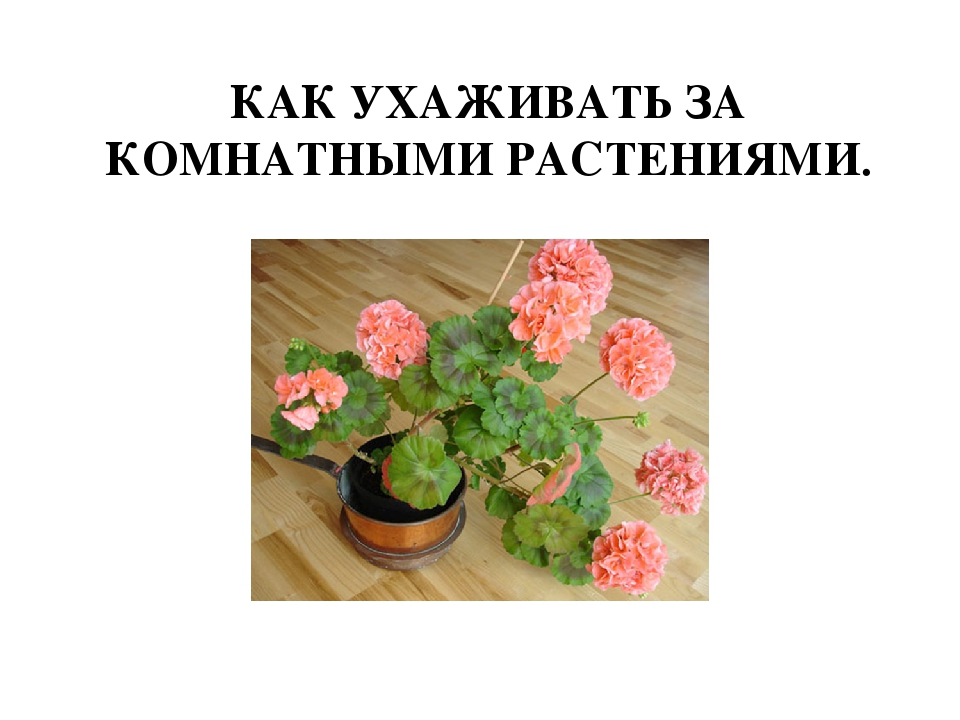 Презентация на тему: «Как правильно ухаживать за комнатными растениями»