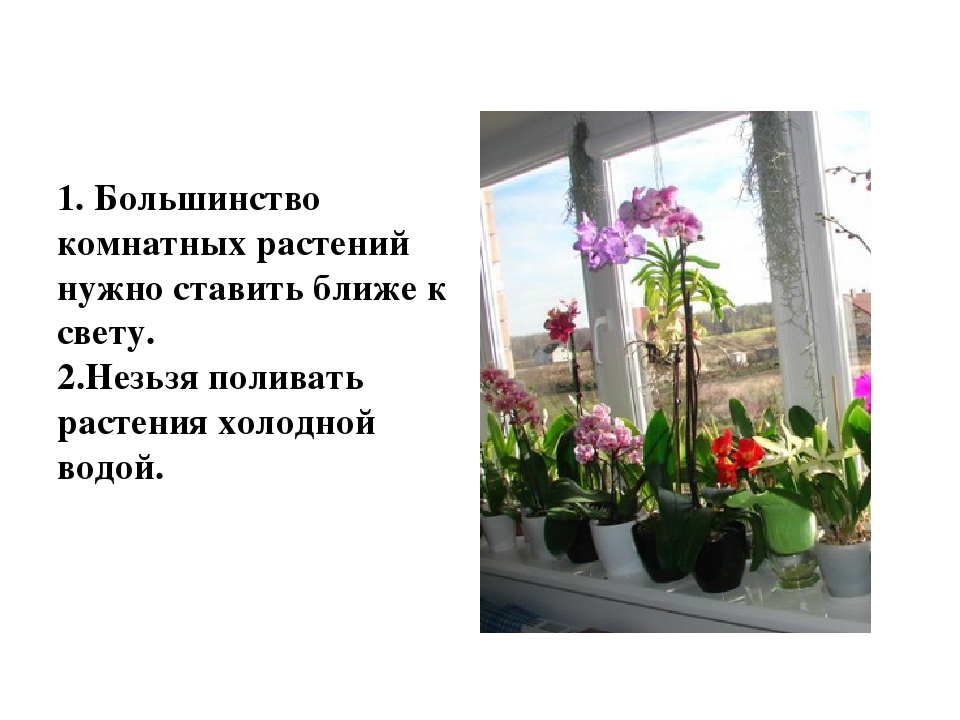 Презентация на тему: «Как правильно ухаживать за комнатными растениями»