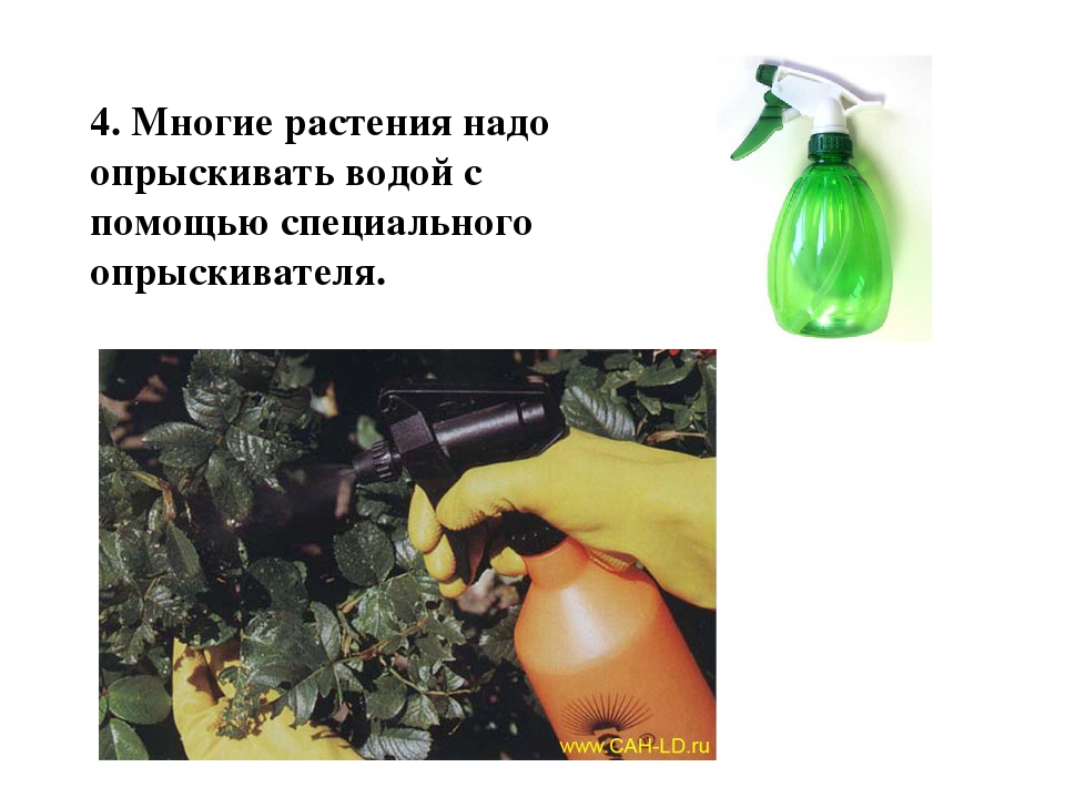 Презентация на тему: «Как правильно ухаживать за комнатными растениями»