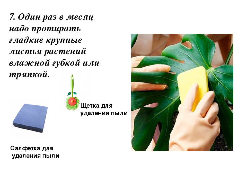 Презентация на тему: «Как правильно ухаживать за комнатными растениями»