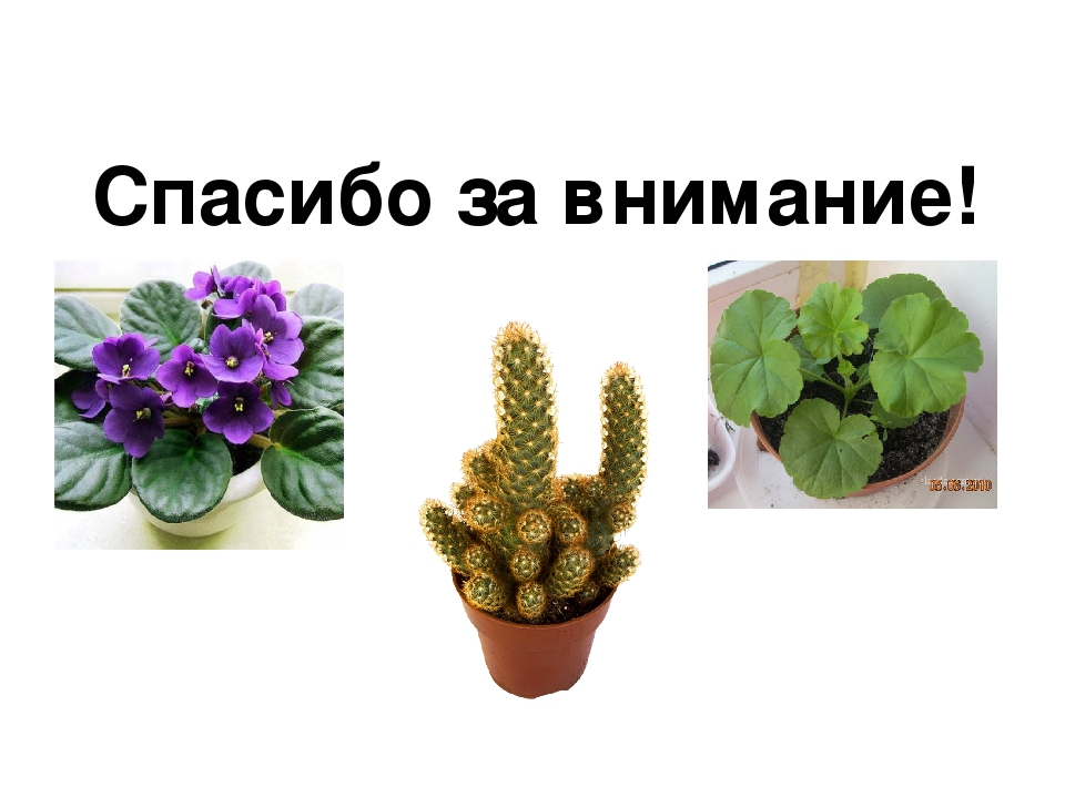 Презентация на тему: «Как правильно ухаживать за комнатными растениями»