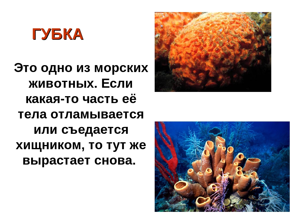 Презентация на тему: «Удивительный подводный мир»