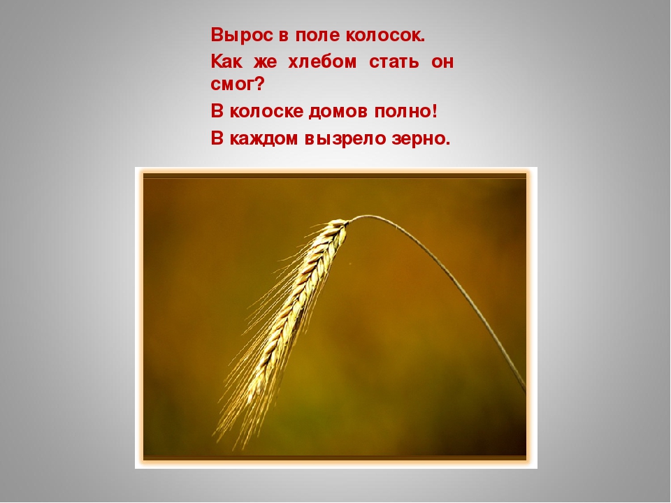 «Как колосок хлебом на стол пришёл»