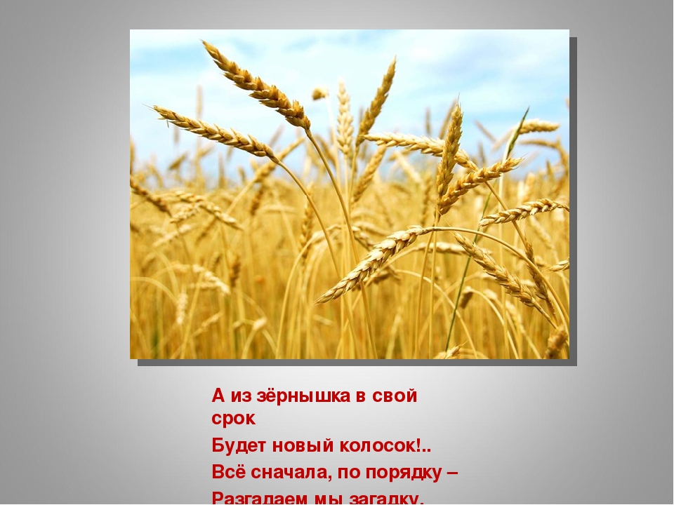 «Как колосок хлебом на стол пришёл»