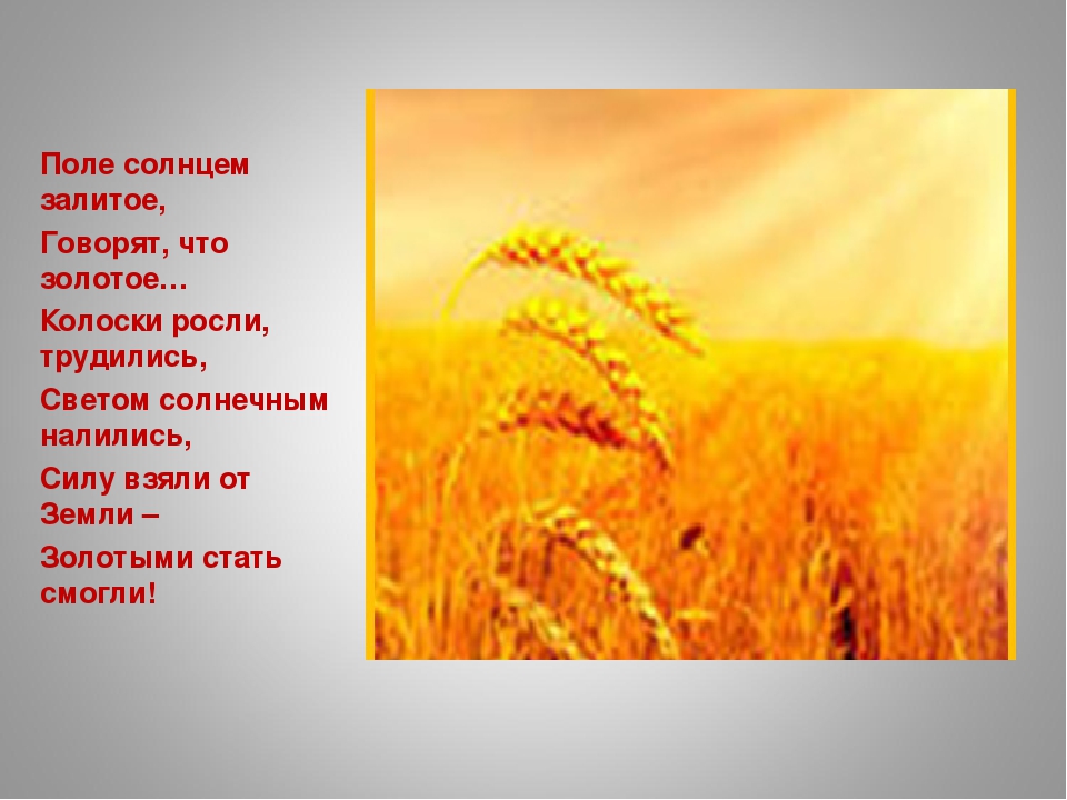 «Как колосок хлебом на стол пришёл»