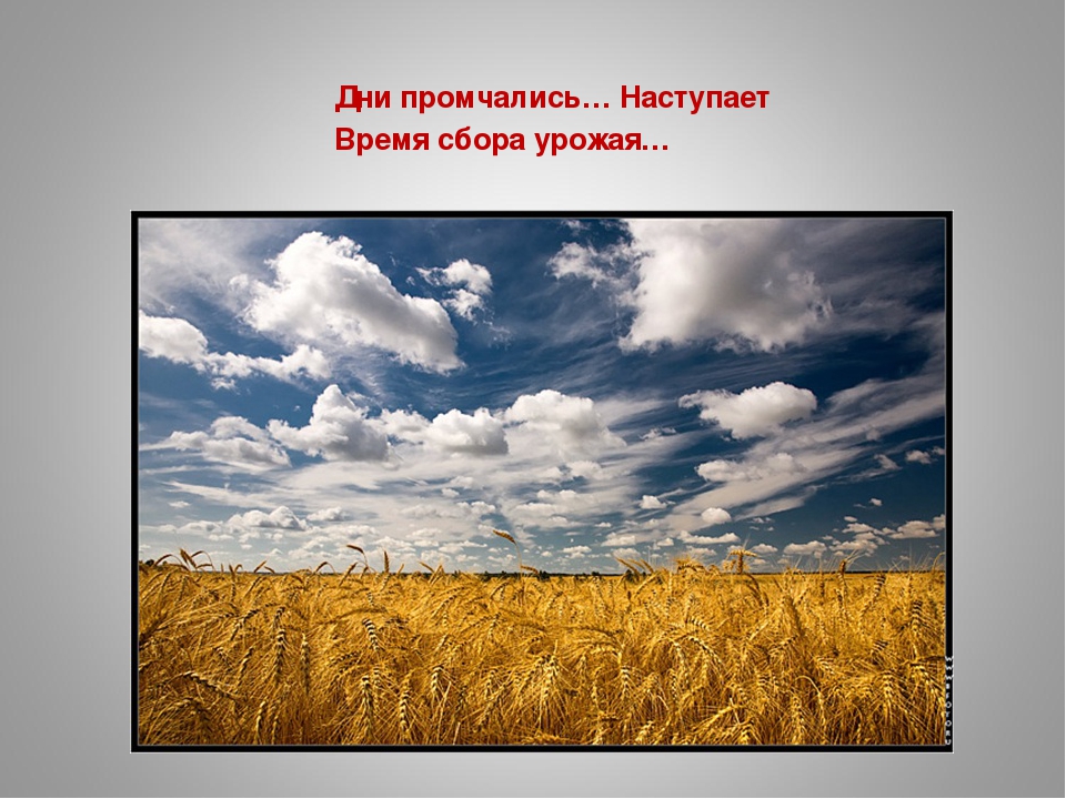 Поля 3 2 2 1.5. Поле искусственное сообщество. Поле природное. Природное сообщество поле. Желтеющая Нива.