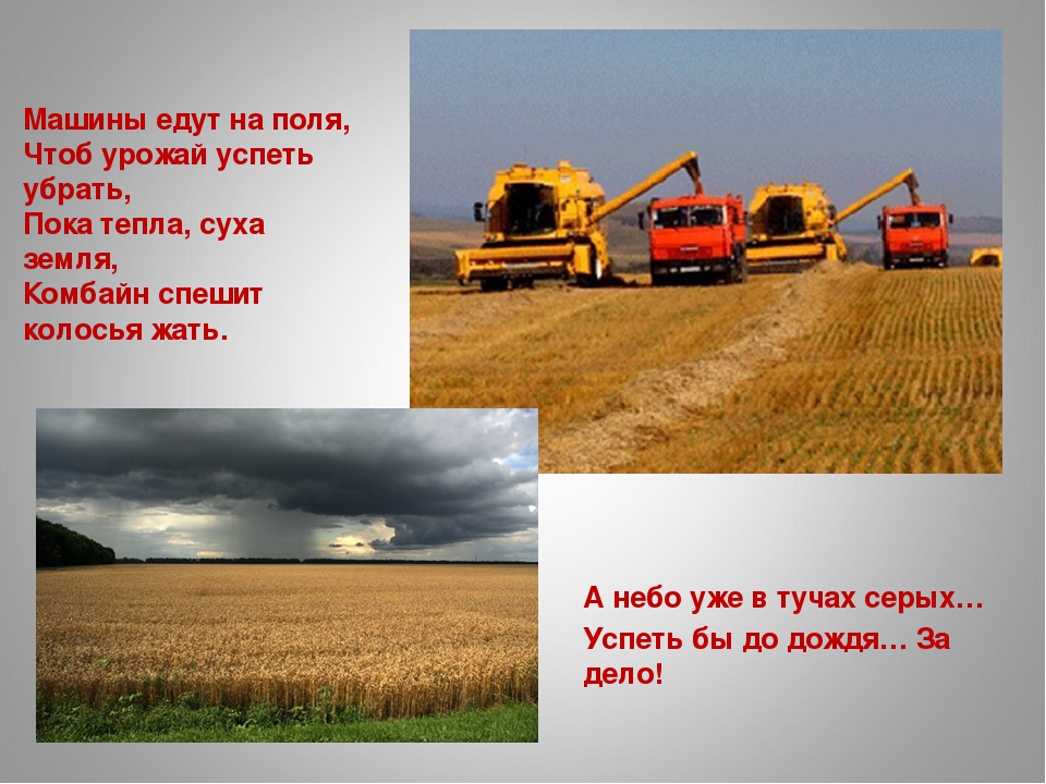 «Как колосок хлебом на стол пришёл»