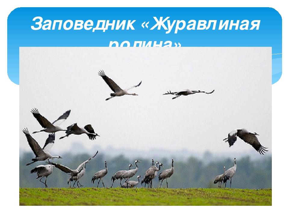 Презентация ко дню города Москвы "Заповедный уголок Москвы"