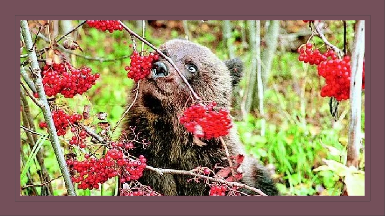 Какие отношения складываются между брусникой и медведем. Бурый медведь ест ягоды. Медведь ест малину. Медведь с рябиной. Медведь ест ягоды.