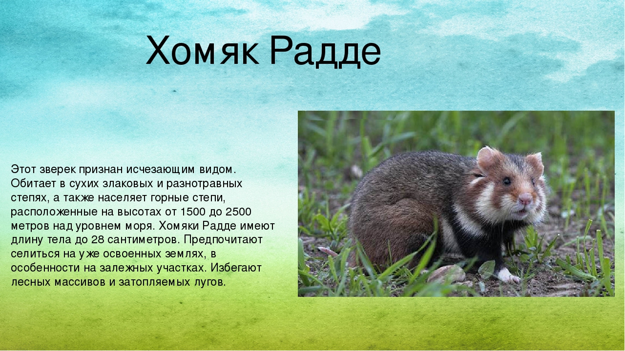Презентация. Экосистема "Животные Ставропольского края. Красная книга"