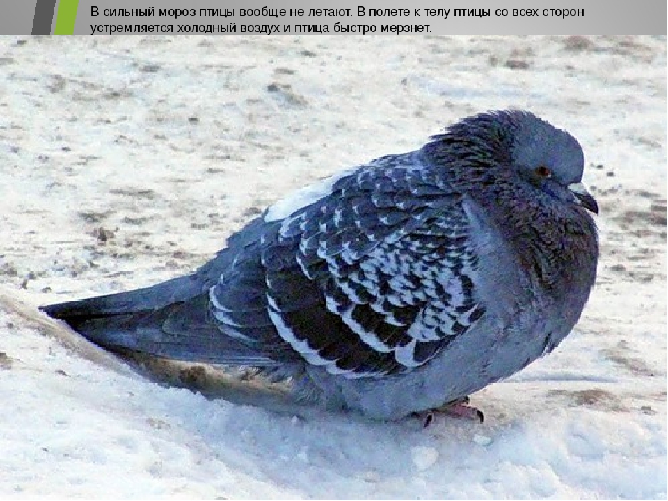 Презентация на тему:"Пернатые друзья"