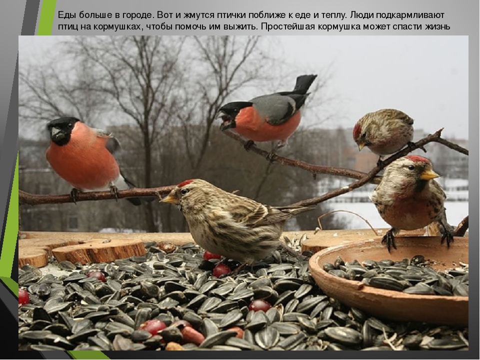 Презентация на тему:"Пернатые друзья"