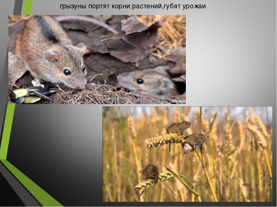 Презентация на тему:"Пернатые друзья"