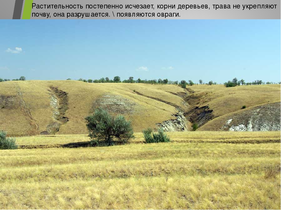 Презентация на тему:"Пернатые друзья"