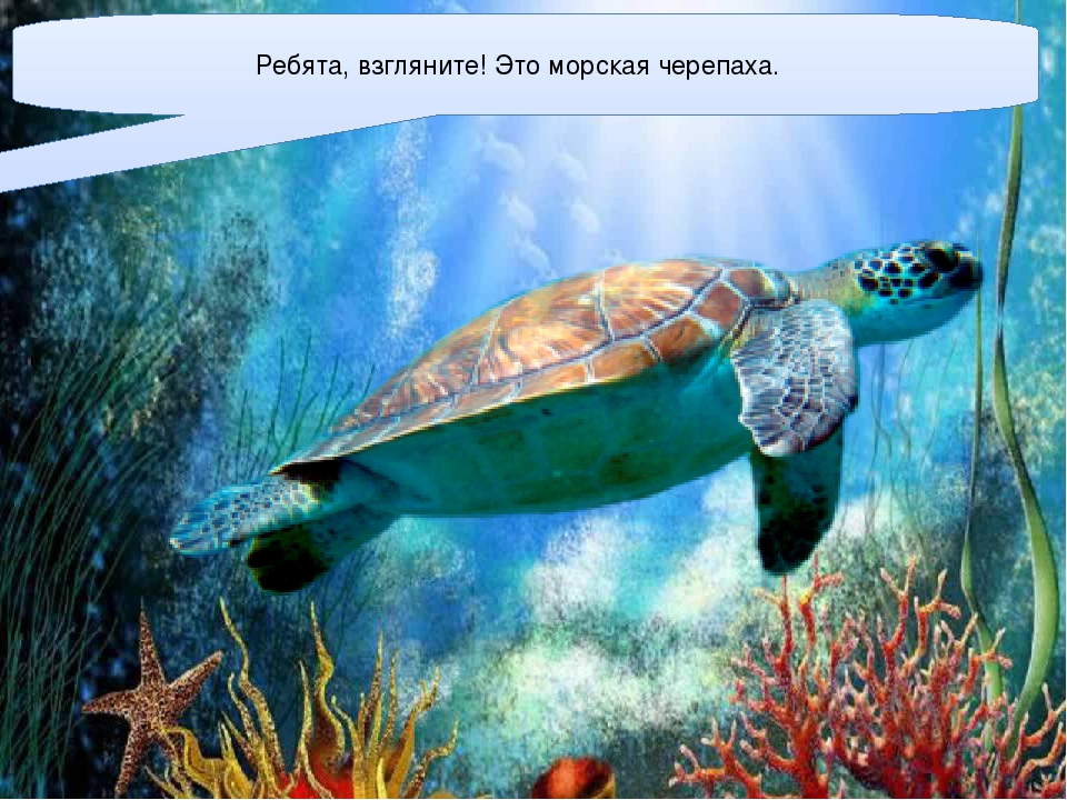 Презентация для детей старшего дошкольного возраста "Подводный мир"