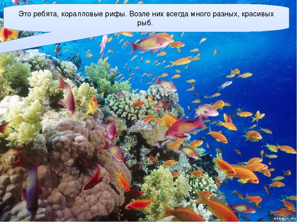 Презентация для детей старшего дошкольного возраста "Подводный мир"